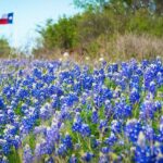 texas bluebonnets